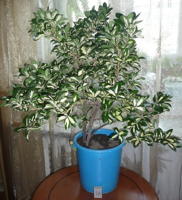 sisäinen euonymus