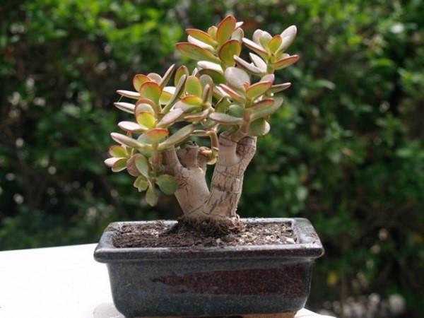 bonsai rasvaisesta naisesta
