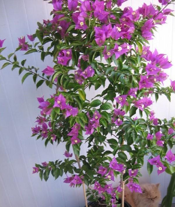 bougainvillea alaston
