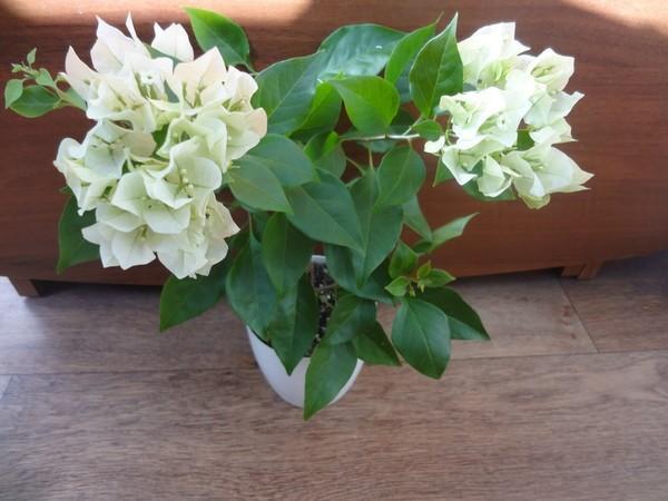 bougainvillea kotona