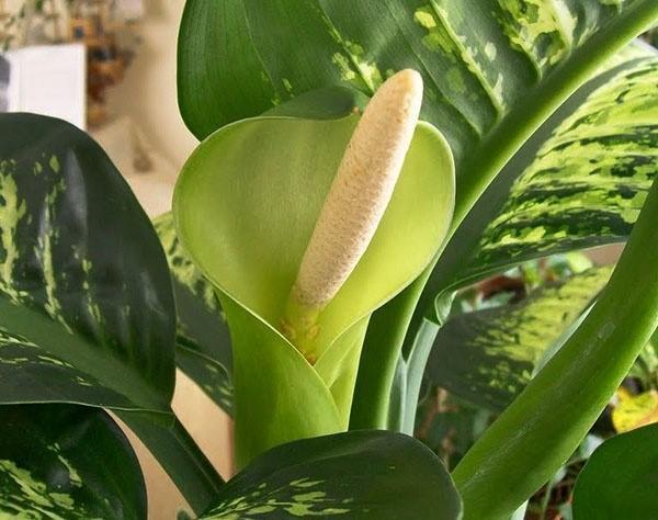 kukinta Dieffenbachia täplikäs