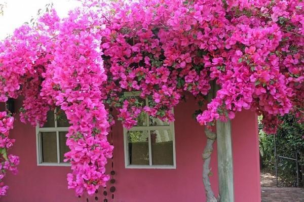 puutarha Bougainvillea kukkii
