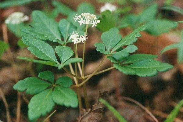 ginseng kukkii