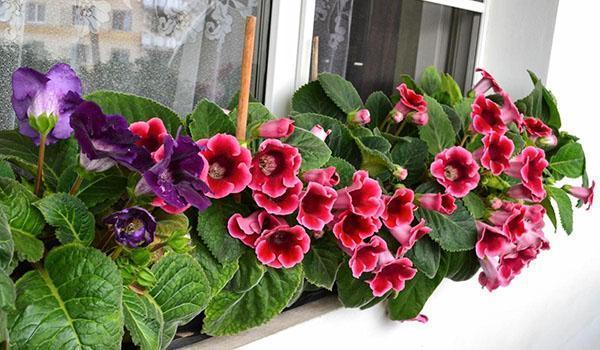 gloxinia kukkii ikkunalaudalla