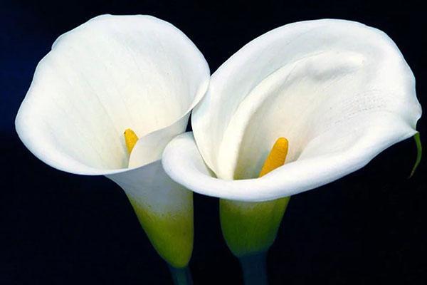 calla kukkia