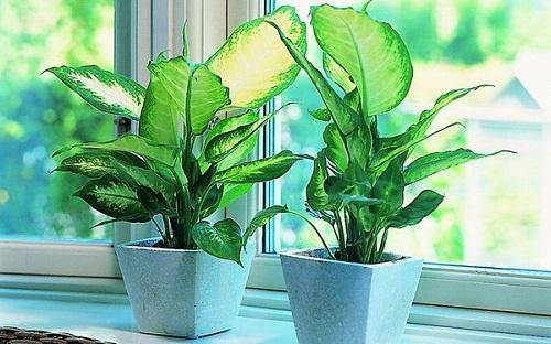 dieffenbachia ikkunassa