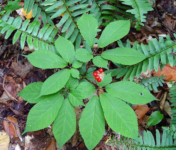 villi ginseng