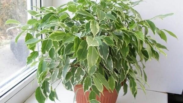 ficus perverssi