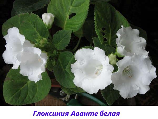 Gloxinia Avante valkoinen