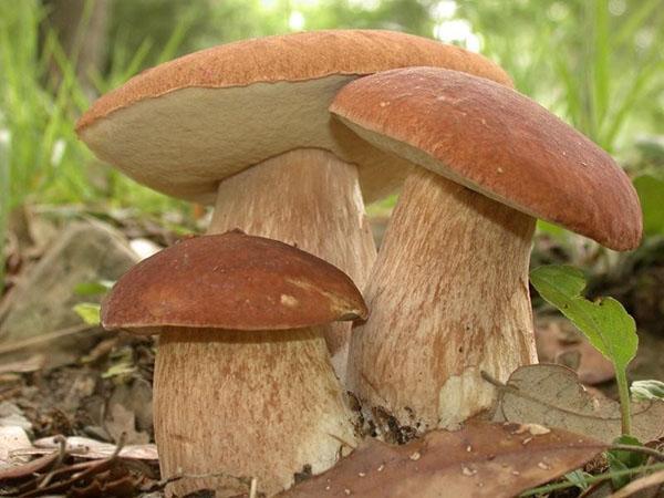 sieniä metsässä