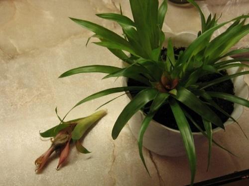 Guzmania haalistui