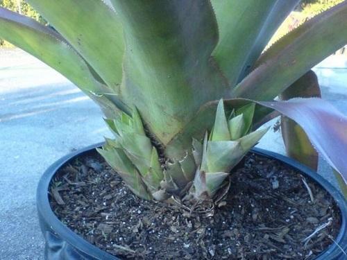 guzmania lasten kanssa