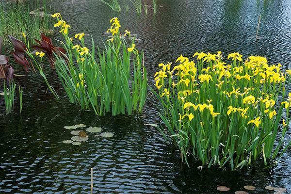 suon iiris kukkii