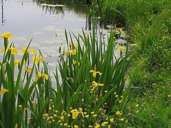 marsh iiris lampi
