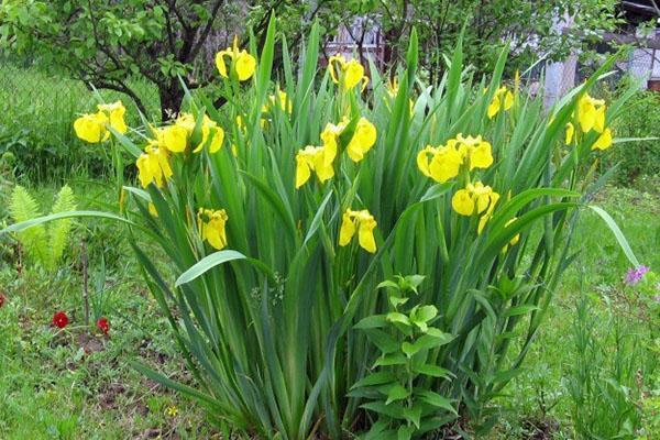 suon iiris tarvitsee kirkkaan paikan