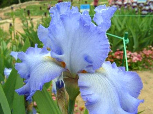 iiris Cloud Ballet