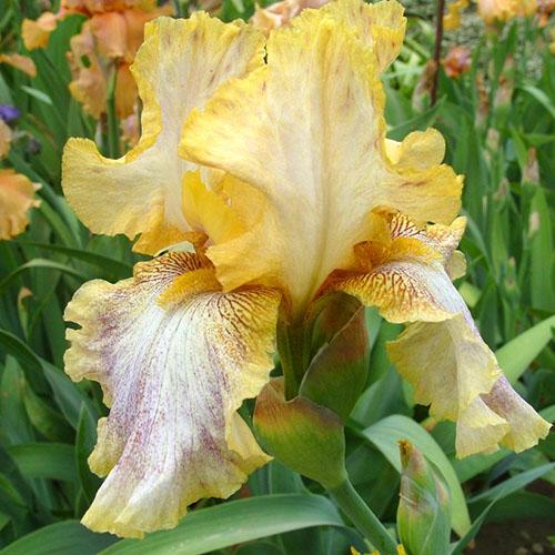 iris Depeche -tila