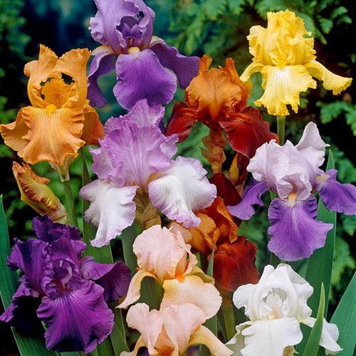 eri lajikkeiden iiris