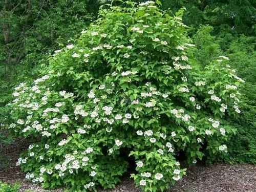 viburnum sargentti
