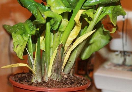 calla muuttuu keltaiseksi
