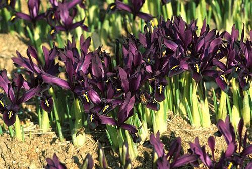 verho siperian iiris