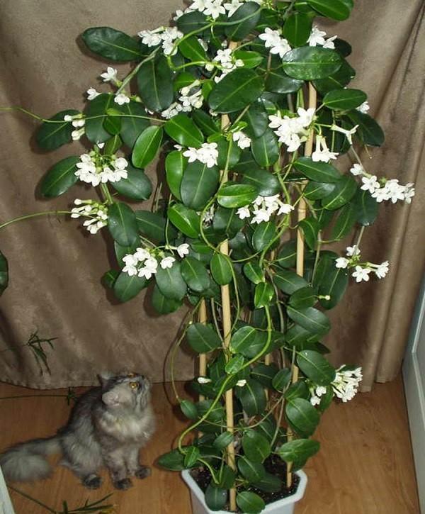 madagaskar jasmiini