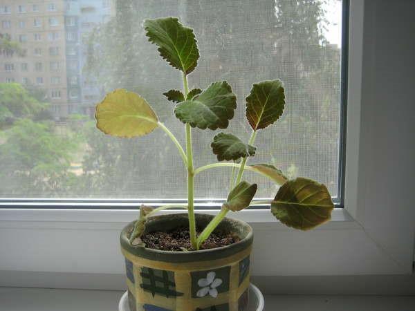 nuori gloxinia