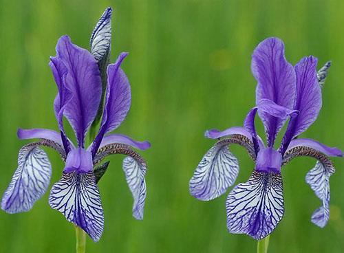 erityinen siperian iiris