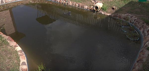 lampi bioplaton kanssa