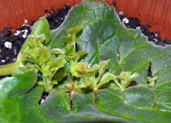 gloxinia-lehtien eteneminen