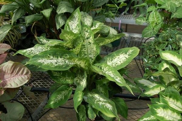 Dieffenbachia-lajikkeet