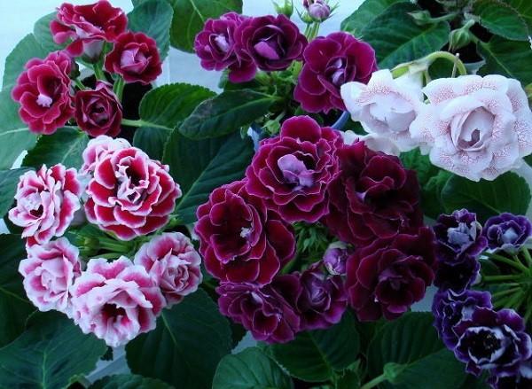 eri lajikkeiden gloxinia