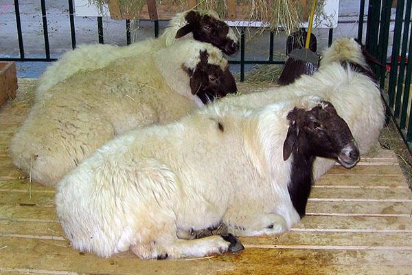 rasvahäntäisten lampaiden pitäminen