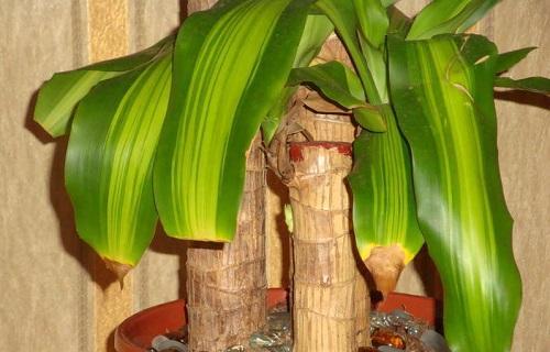 Dracaena las vrfurile uscate: cauze i modaliti de a le elimina, video
