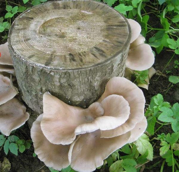 osterisienet kannoilla