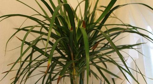 Dracaena lsst die Spitzen trocken: Ursachen und Mglichkeiten, sie zu  beseitigen, Video