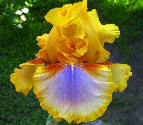 keltainen iiris siperian