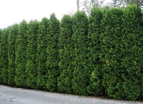 thuja-suojaus