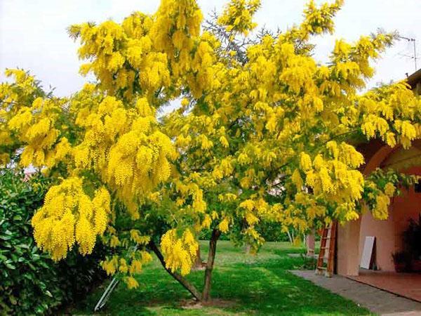 mimosa kukkii upeasti