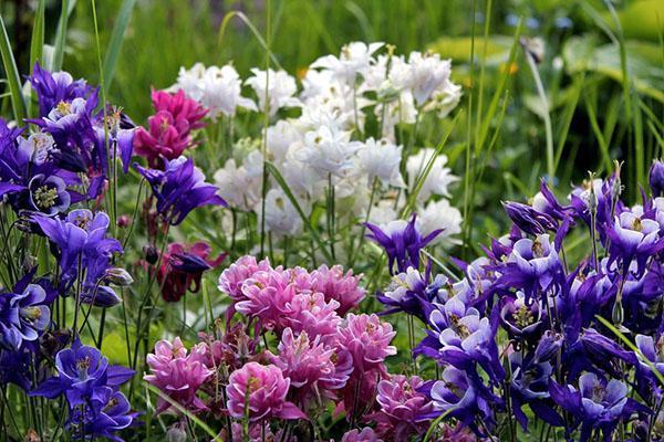 eri lajikkeiden aquilegia maassa