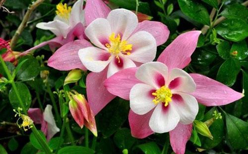 aquilegia kukkii