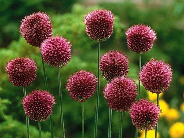 allium pyöreä pää