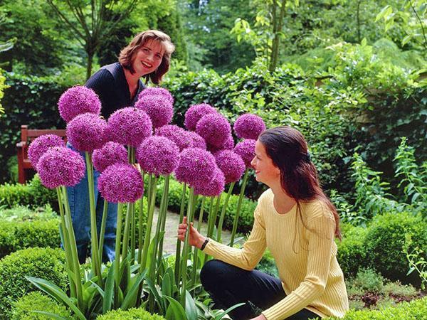 allium heidän kesämökissään