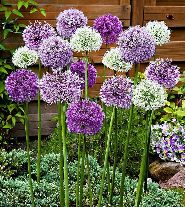 rehevä allium-kukinta