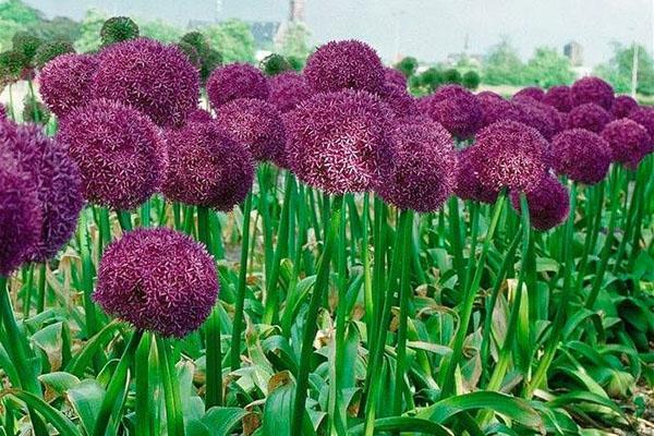 kasvava allium