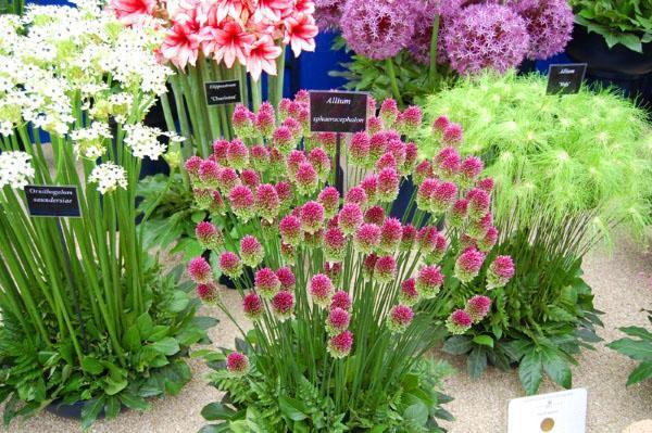 eri lajikkeiden allium