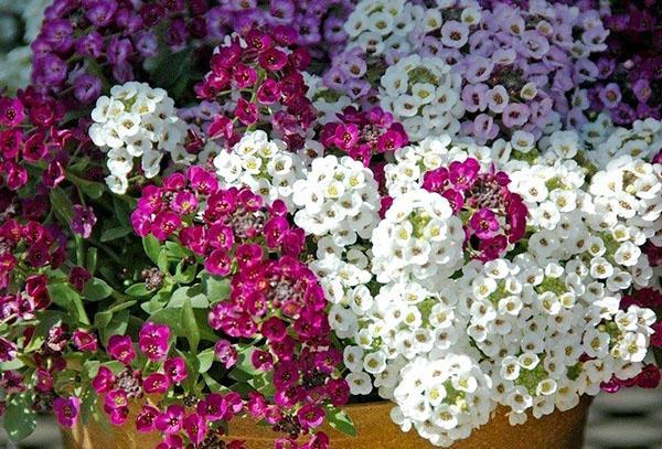 alyssum ruukussa sivustolla