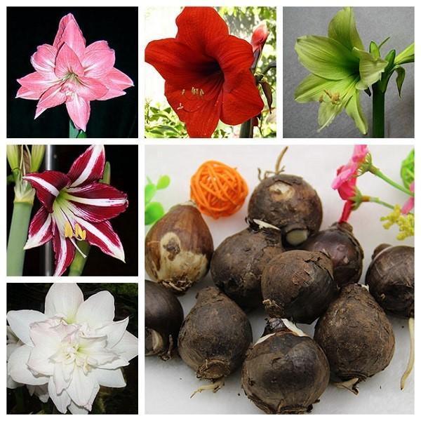 eri lajikkeiden amaryllis