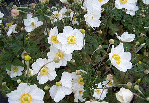 anemone hybridi honorine jobert