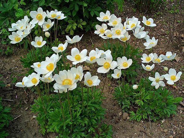 anemonit kukkivat kukkapenkissä